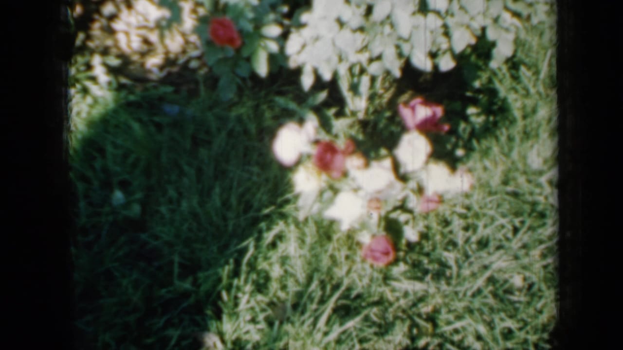 1958 Minnesota home-movie frame with red and white roses near tall grass and dense green planting.