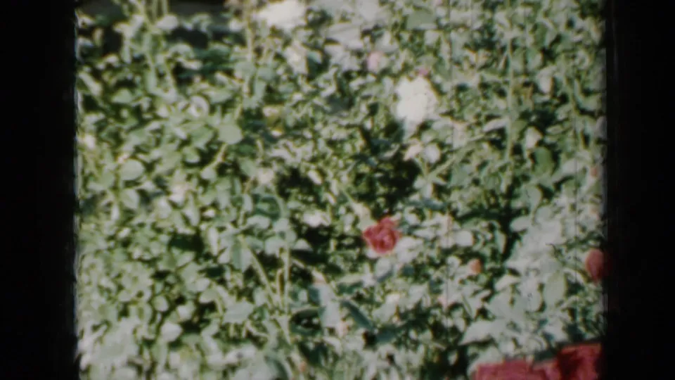 1958 Minnesota 8mm frame showing a dense rose bush with red blooms and pale flowers under strong sun.