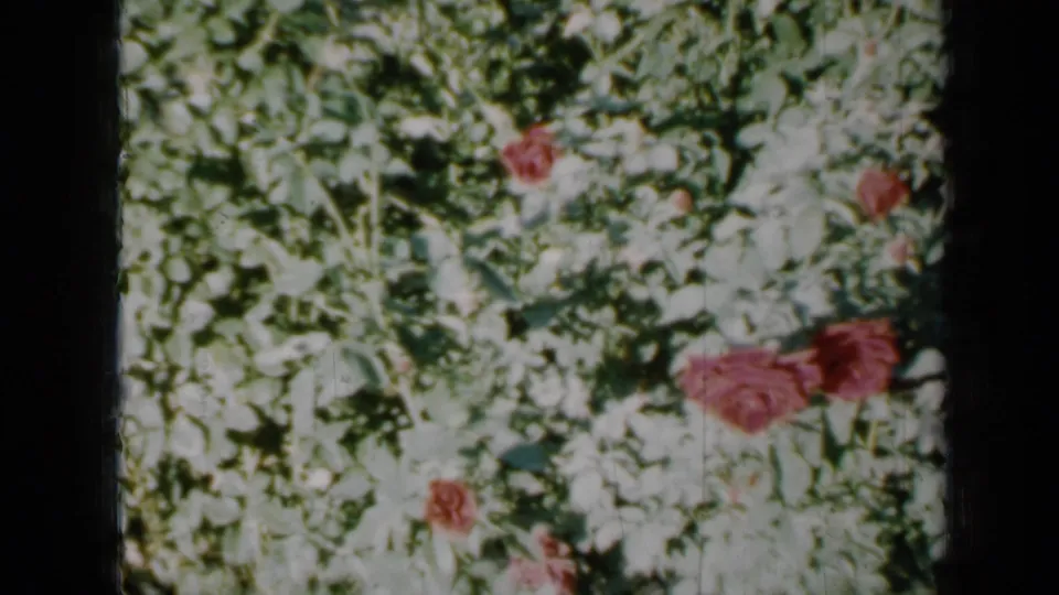 1958 Minnesota home-movie frame showing red roses clustered along the right side of a leafy green bush.