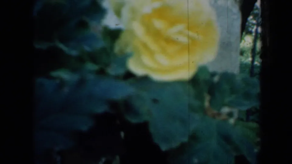 A soft-focus yellow rose fills the foreground, with dark green leaves and part of the woman’s apron or dress behind it.