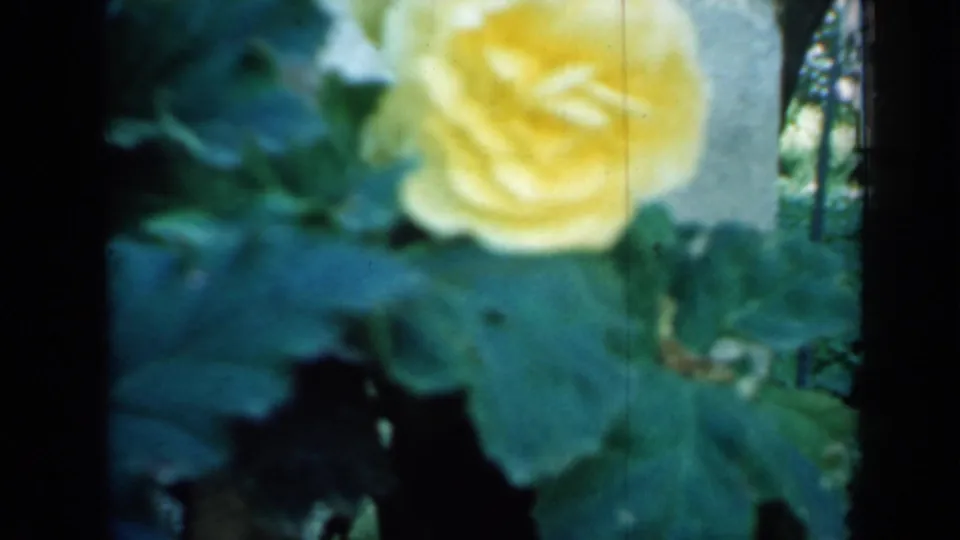 The clip ends on a close, soft-focus view of a yellow rose surrounded by green leaves in the garden setting.