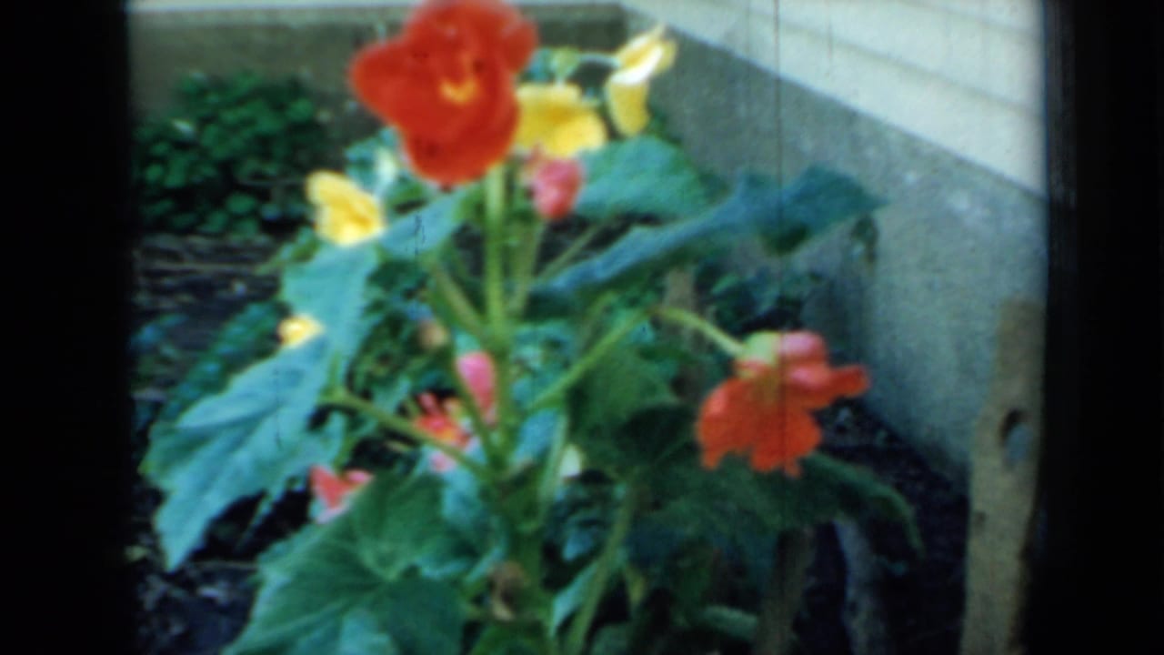 1958 Minnesota home-movie frame showing orange and yellow garden flowers growing beside a light-colored house wall.