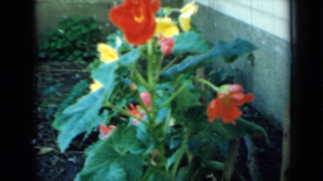 1958 Minnesota backyard garden detail with orange and yellow blossoms against green foliage beside a house wall.