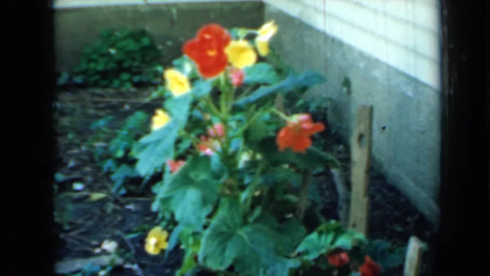 1958 Minnesota home-movie view of backyard flowers, broad leaves, dark soil, and a small wooden stake near the house foundation.