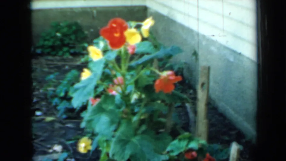 1958 Minnesota backyard frame showing a blooming garden plant beside a light wall and concrete foundation.
