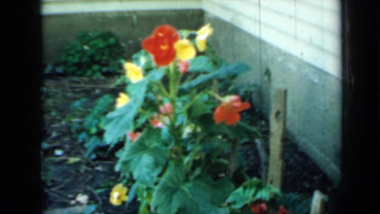 Red and yellow flowers growing beside house siding in a garden bed.
