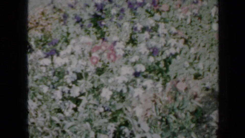 1958 Minnesota home-movie frame showing a dense flower bed with pale blooms and green foliage below dark frame edges.