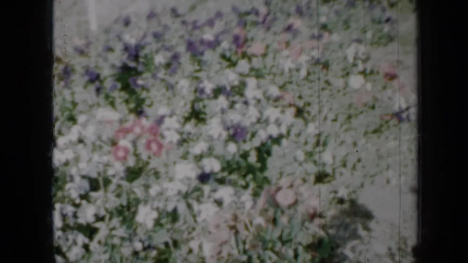 Soft 8mm garden view with pale blossoms, green stems, and dark window or frame edges crossing the composition.