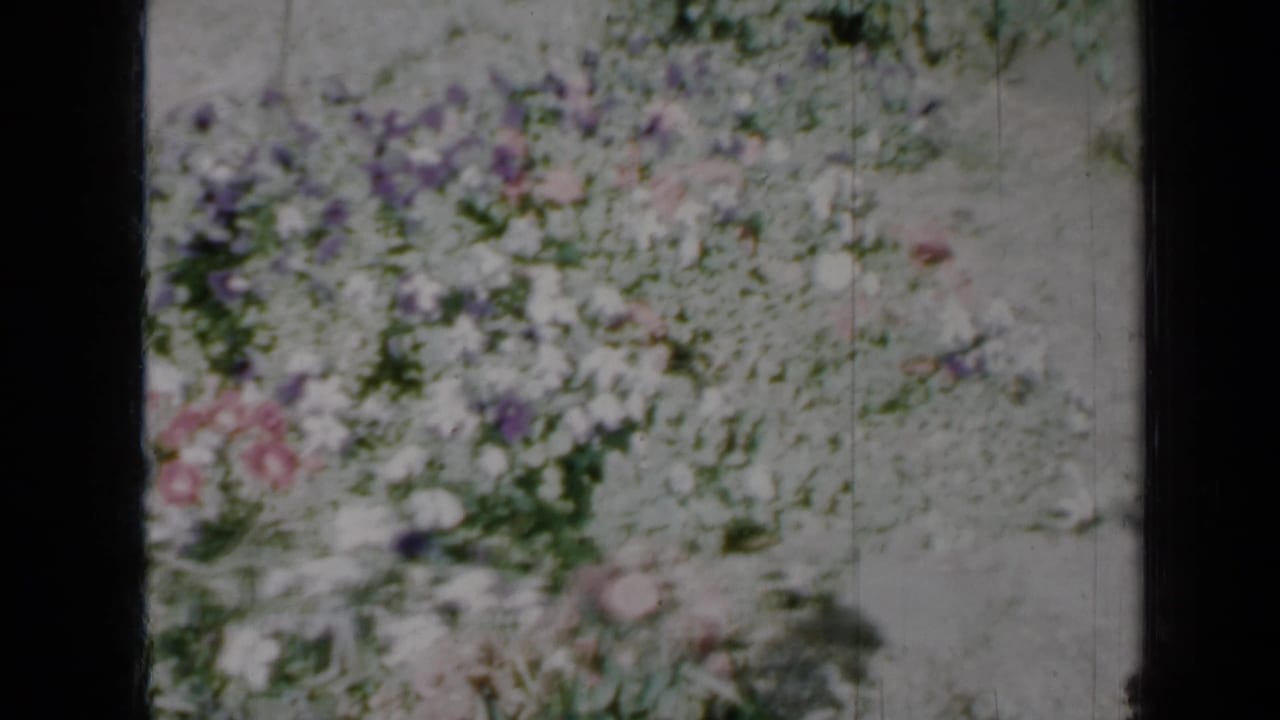 Soft 8mm view of pink, white, and yellow flowers beside pale gravel.