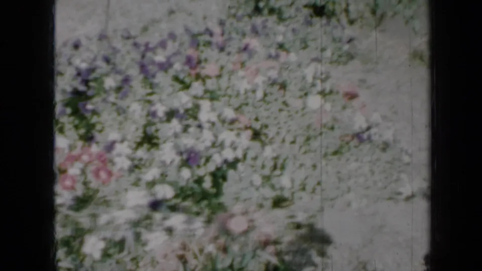 1958 Minnesota home-movie frame showing scattered garden flowers and green foliage near a pale gravel yard.