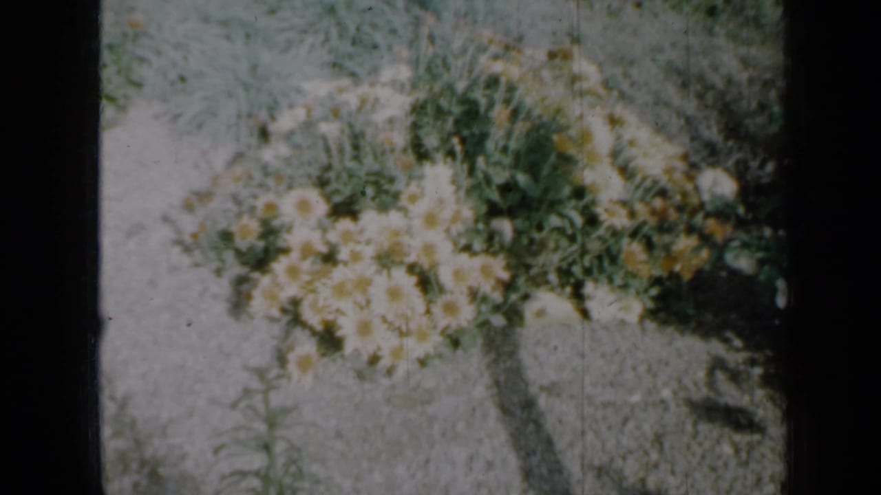 1958 Minnesota garden detail with white daisies, yellow centers, green leaves, and pale gravel in soft 8mm color.