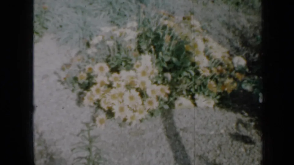 1958 Minnesota garden detail with white daisies, yellow centers, green leaves, and pale gravel in soft 8mm color.