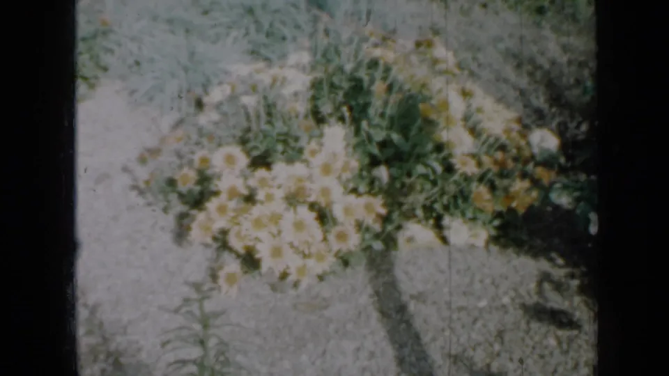 Soft 8mm frame from 1958 Minnesota showing a dense garden patch of daisies and foliage against pale gravel.