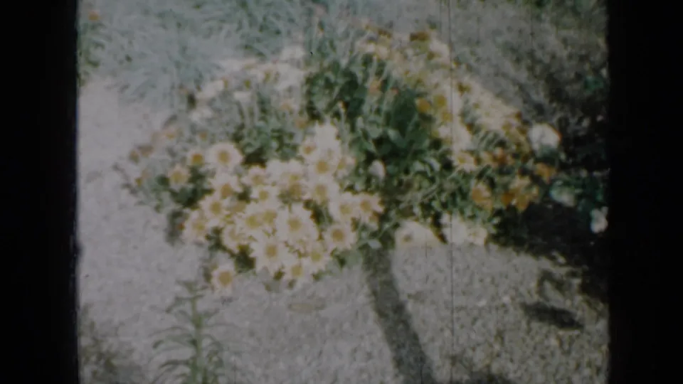 1958 Minnesota home-movie frame of yellow-centered daisies and leafy plants in a gravel yard, with visible 8mm borders.