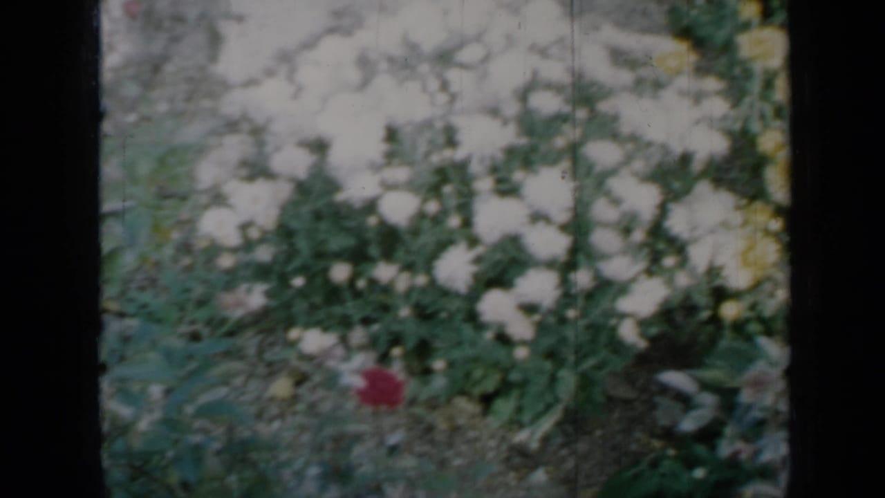 Soft-focus white flowers and greenery in a sunlit garden bed.