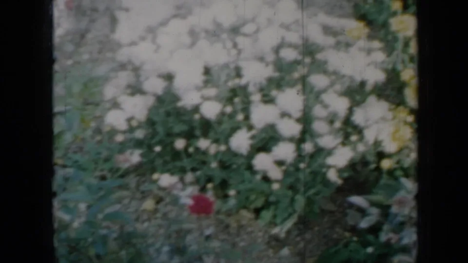 1958 Minnesota 8mm frame showing white blossoms, green foliage, and a small red flower in a softly focused garden bed.