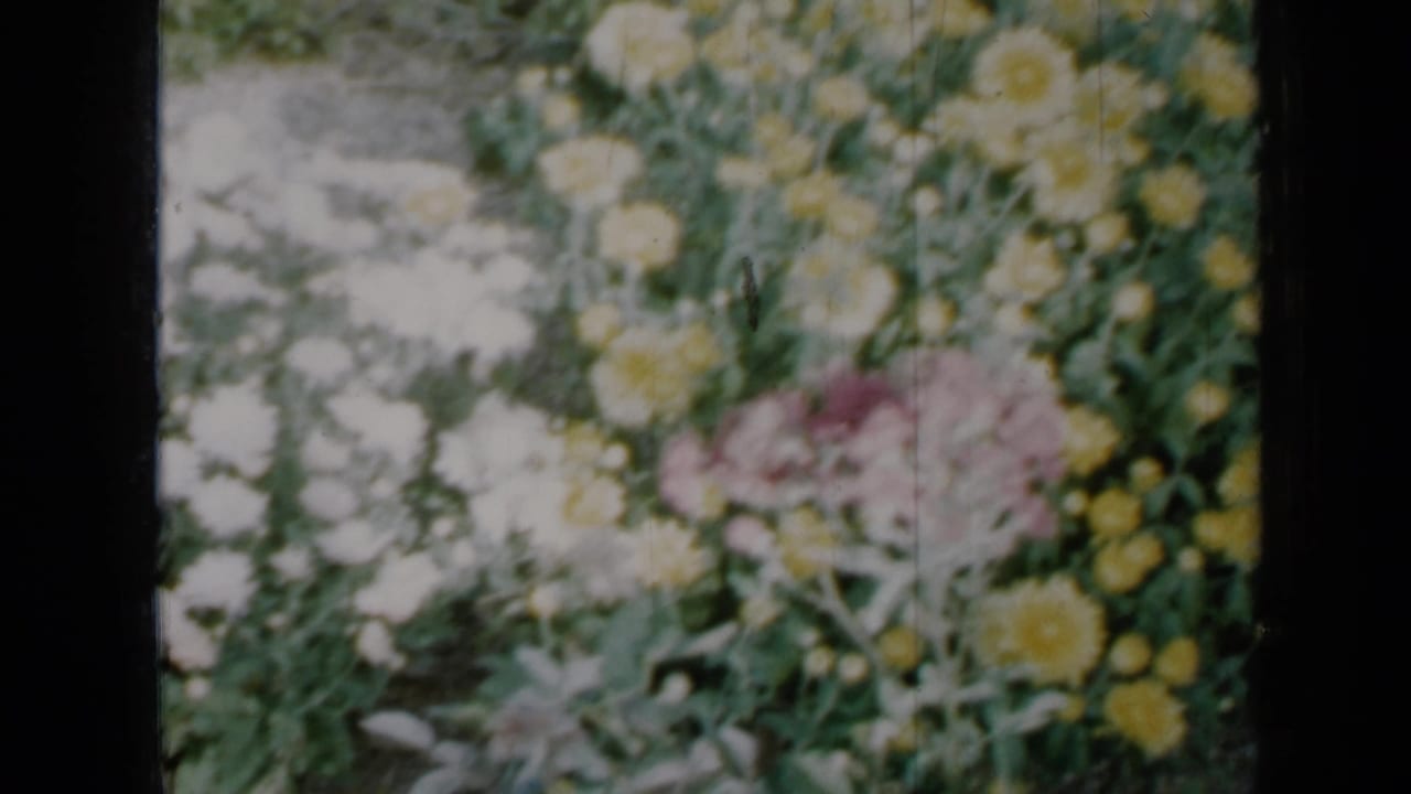 Yellow and pink flowers among dense green garden foliage.