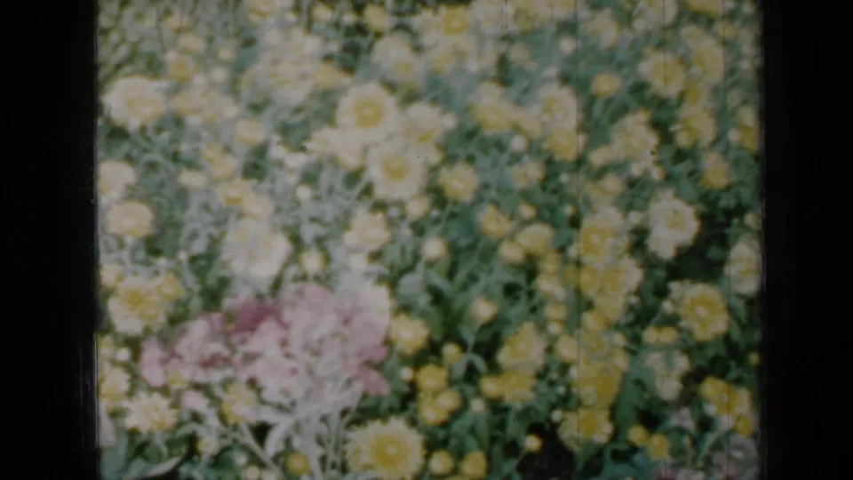 1958 Minnesota 8mm frame showing pale yellow flowers, pink blossoms, and green stems in bright garden light.