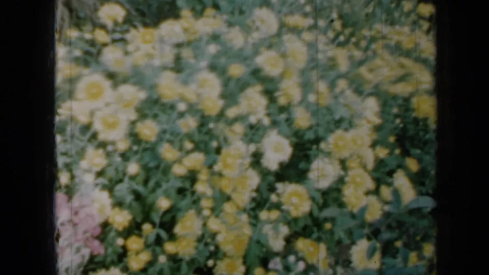 1958 Minnesota 8mm frame of yellow garden flowers and leafy greenery, with soft focus and visible film texture.