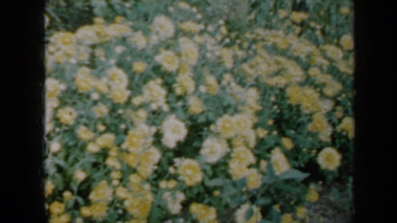Yellow and white garden flowers among green foliage.