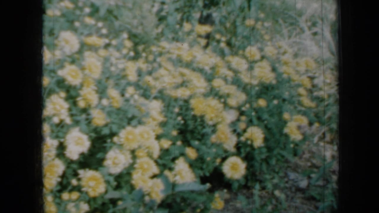 A leafy Minnesota garden bed appears in soft 1958 8mm color, dominated by pale yellow blossoms and scattered white flowers.