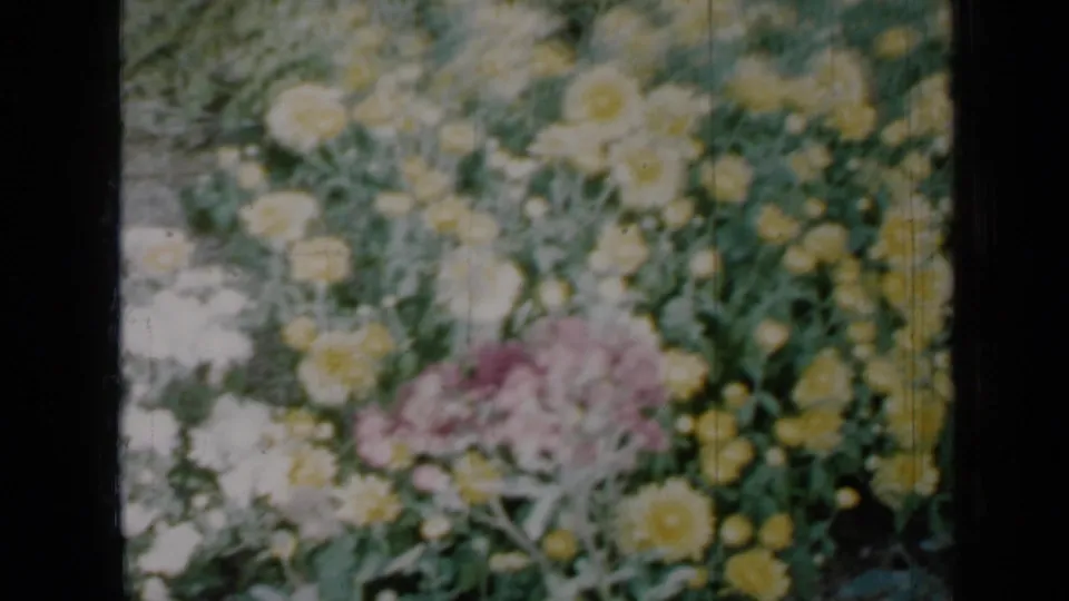 Soft 1958 8mm footage frames yellow chrysanthemums and a pink flower cluster amid green foliage in a Minnesota garden.