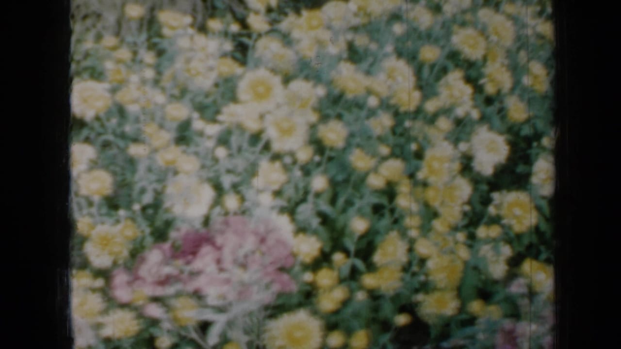 Yellow and white chrysanthemums with pink flowers near the lower left.