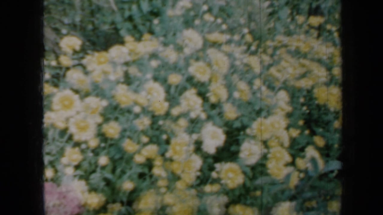 1958 Minnesota home-movie frame with yellow and white chrysanthemums filling the upper garden view.