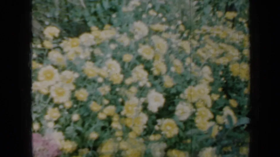 1958 Minnesota home-movie frame with yellow and white chrysanthemums filling the upper garden view.