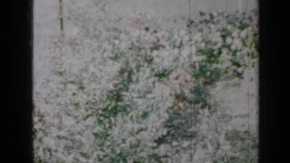 1958 Minnesota 8mm frame showing lower garden growth, pale ground, scattered blossoms, and visible film wear.