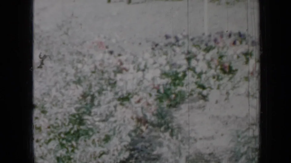 1958 Minnesota home-movie frame showing a pale flower bed with low plants, soft focus, and film scratches.