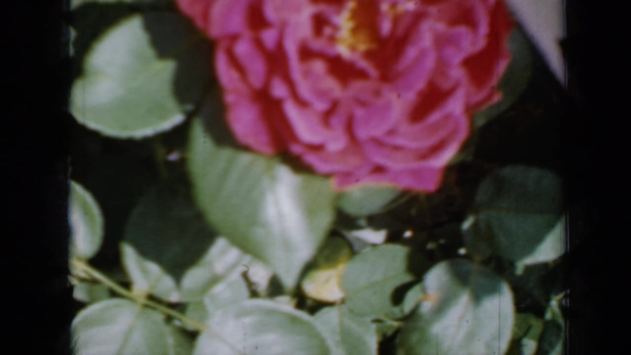 Close pink rose bloom among green leaves with dark film borders.