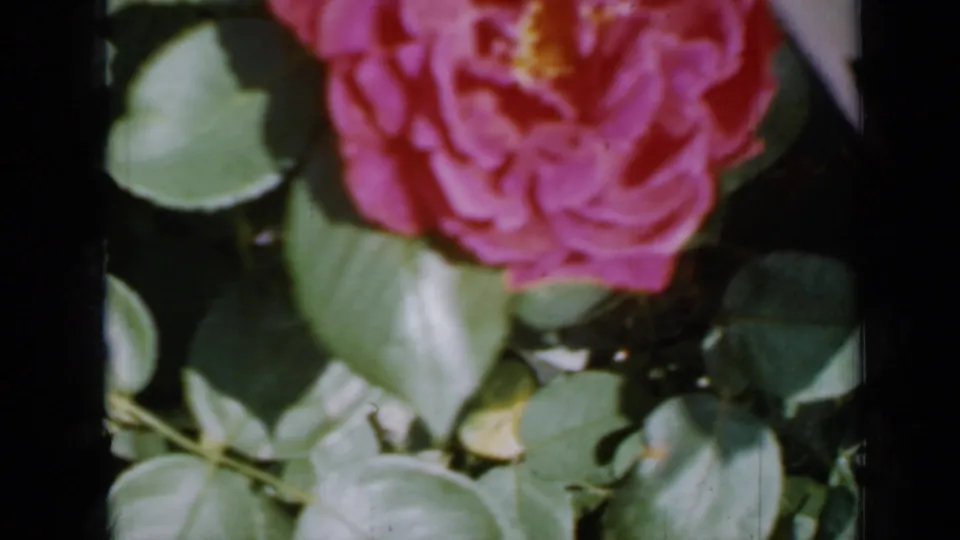 1958 Minnesota 8mm frame showing a close pink rose bloom surrounded by green leaves and dark film-frame edges.