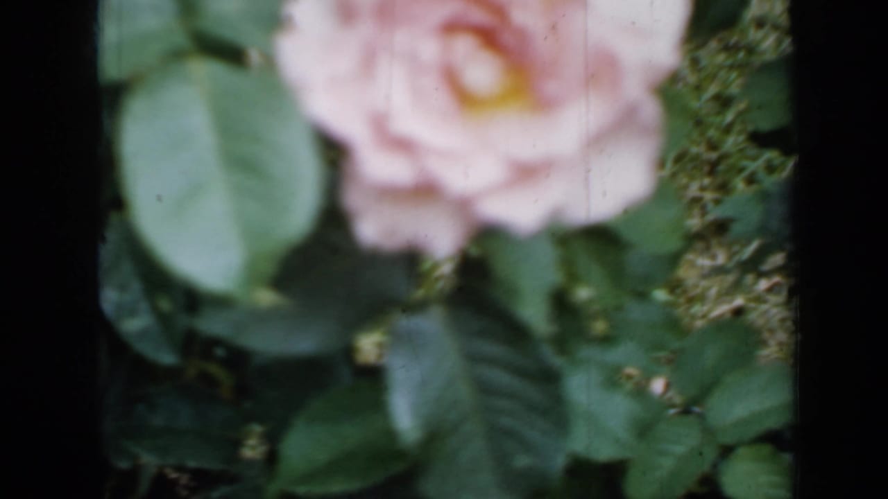 Soft-focus 1958 Minnesota garden frame with a pale pink rose, green leaves, and textured ground cover behind it.
