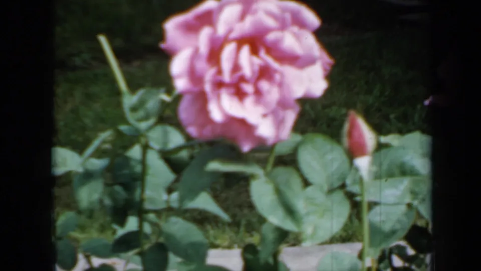 1958 Minnesota 8mm view of a pink rose bloom beside a rosebud, with green leaves and lawn or garden bed behind.