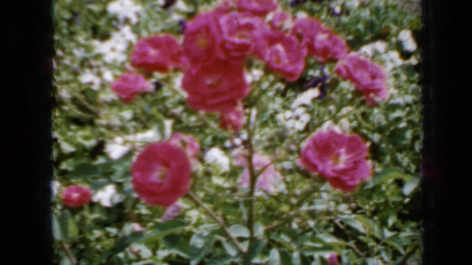 1958 Minnesota 8mm frame showing multiple bright pink roses on a bush, with leaves and light garden ground cover visible.