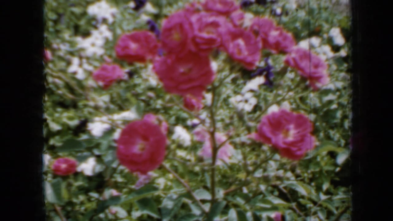 Pink roses and green leaves beside a gravel garden path, framed by dark film borders.