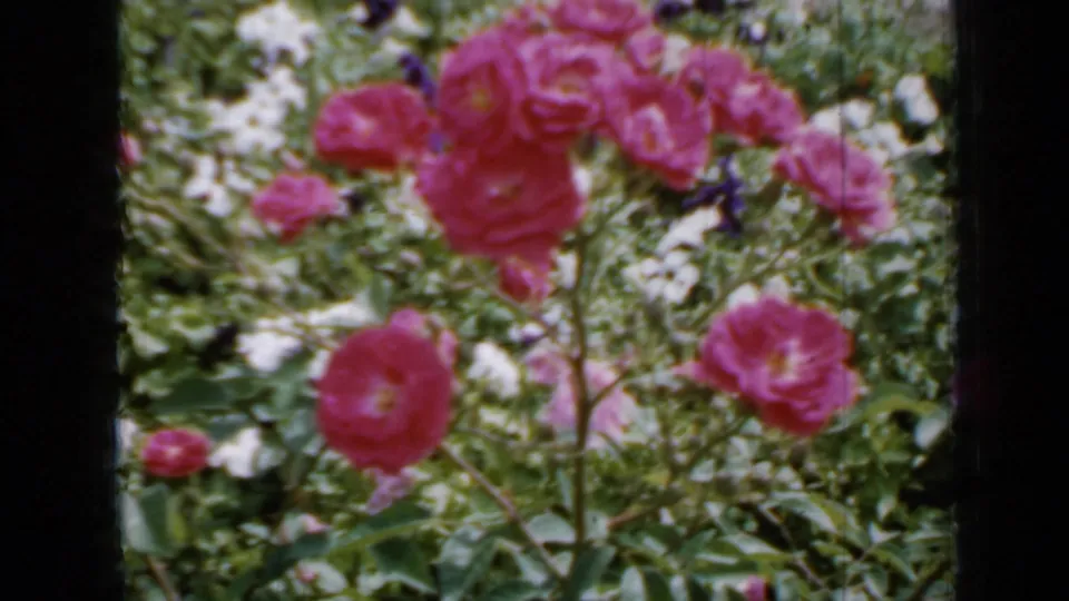 1958 Minnesota 8mm frame showing pink roses in bloom, green foliage, and a gravel path in a home garden.