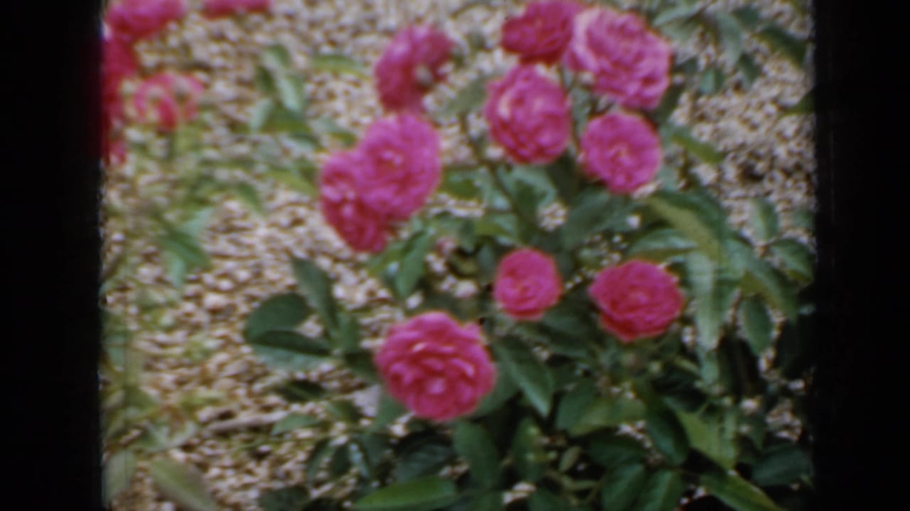 Pink garden roses appear in close view with foliage and a gravel path, consistent with the 1958 Minnesota home-movie clip.