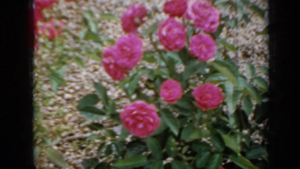 A 1958 Minnesota home-movie frame centers on pink roses and foliage along a gravel garden path.