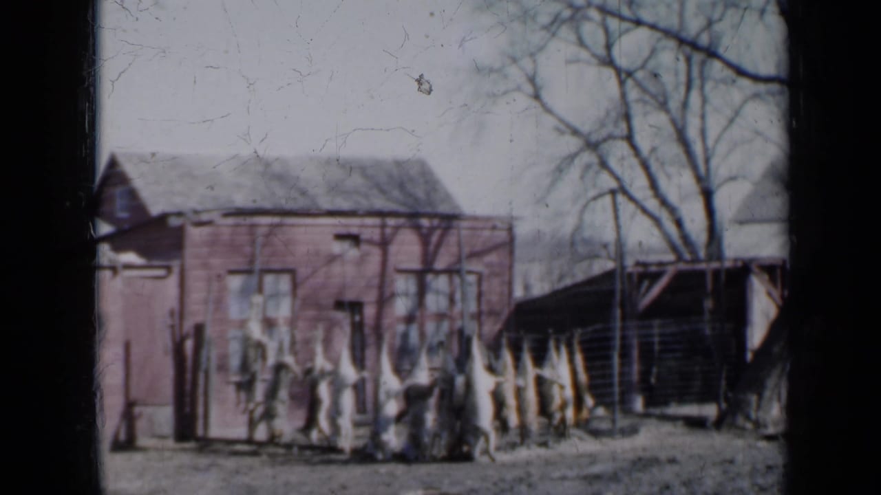 Dressed pigs hang in front of a red barn beside bare trees and a dark outbuilding.
