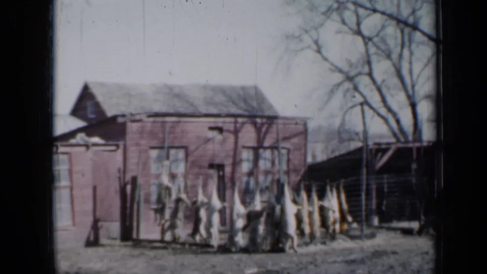 Soft 8mm frame from Minnesota in 1958 showing dressed pigs hanging outside a red barn in a quiet farmyard.