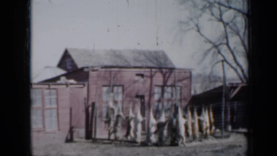 1958 Minnesota 8mm still of dressed pigs hanging in a farmyard beside a red barn and dark outbuilding.