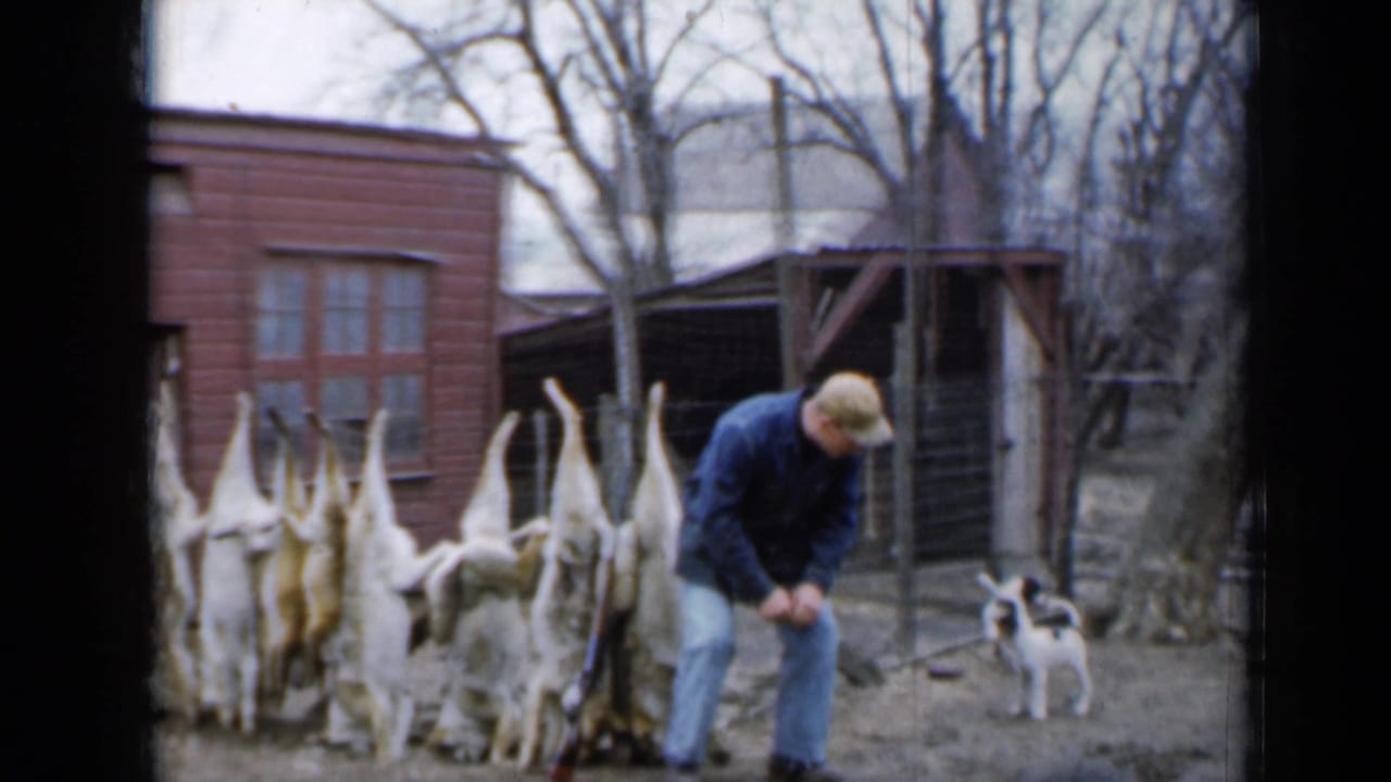 A man in a blue coat bends near a row of skinned rabbits in a Minnesota yard, with a small black-and-white dog at right.