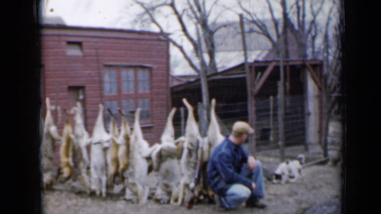 Man crouching beside hanging coyotes and foxes in a rural yard.