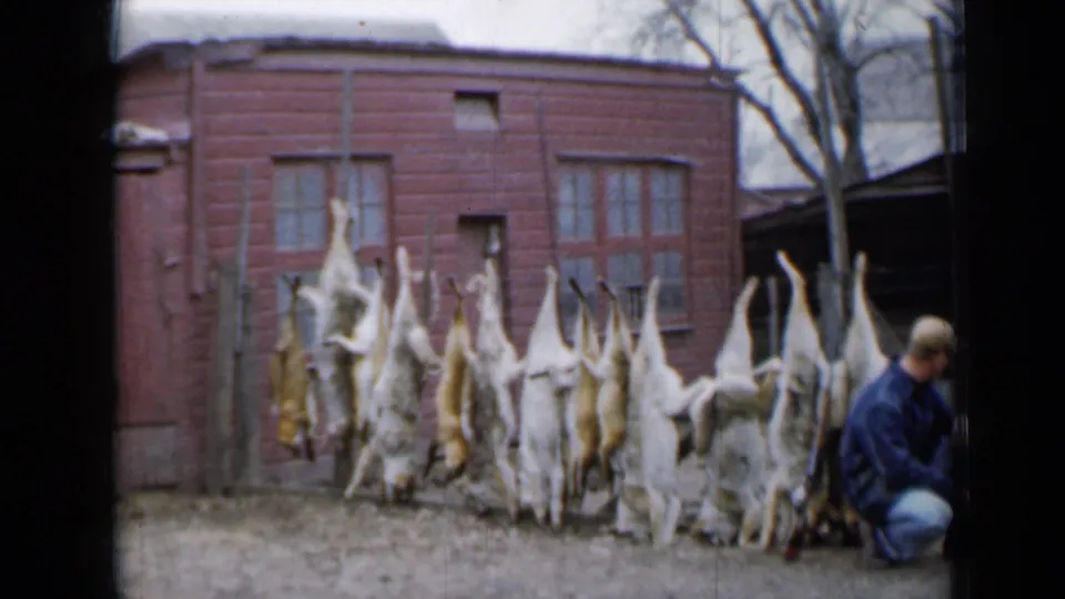 The 1958 home-movie frame centers on hanging coyotes and foxes in front of a red rural building, with the man partly at right.
