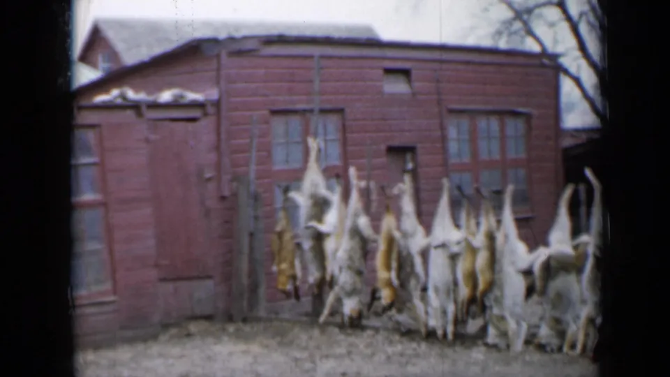 A 1958 Minnesota farmyard view shows hanging coyotes and foxes against a red wooden outbuilding, with bare trees and fencing nearby.