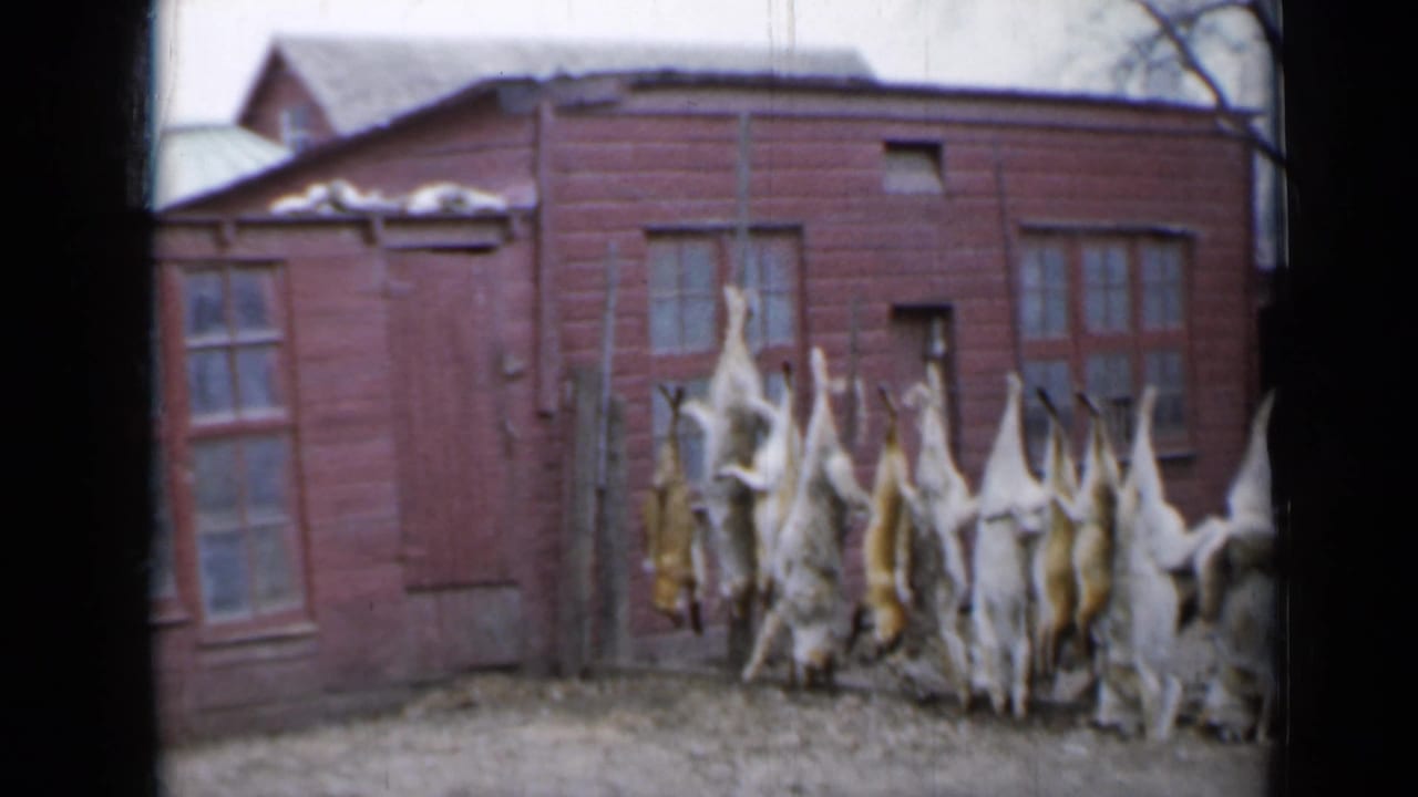 Man walking past hanging skinned animal carcasses beside red farm buildings.