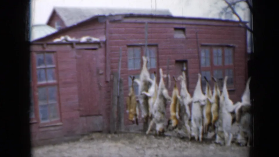 In a 1958 Minnesota farmyard, a man in work clothes walks near a row of hanging skinned animal carcasses outside red outbuildings.