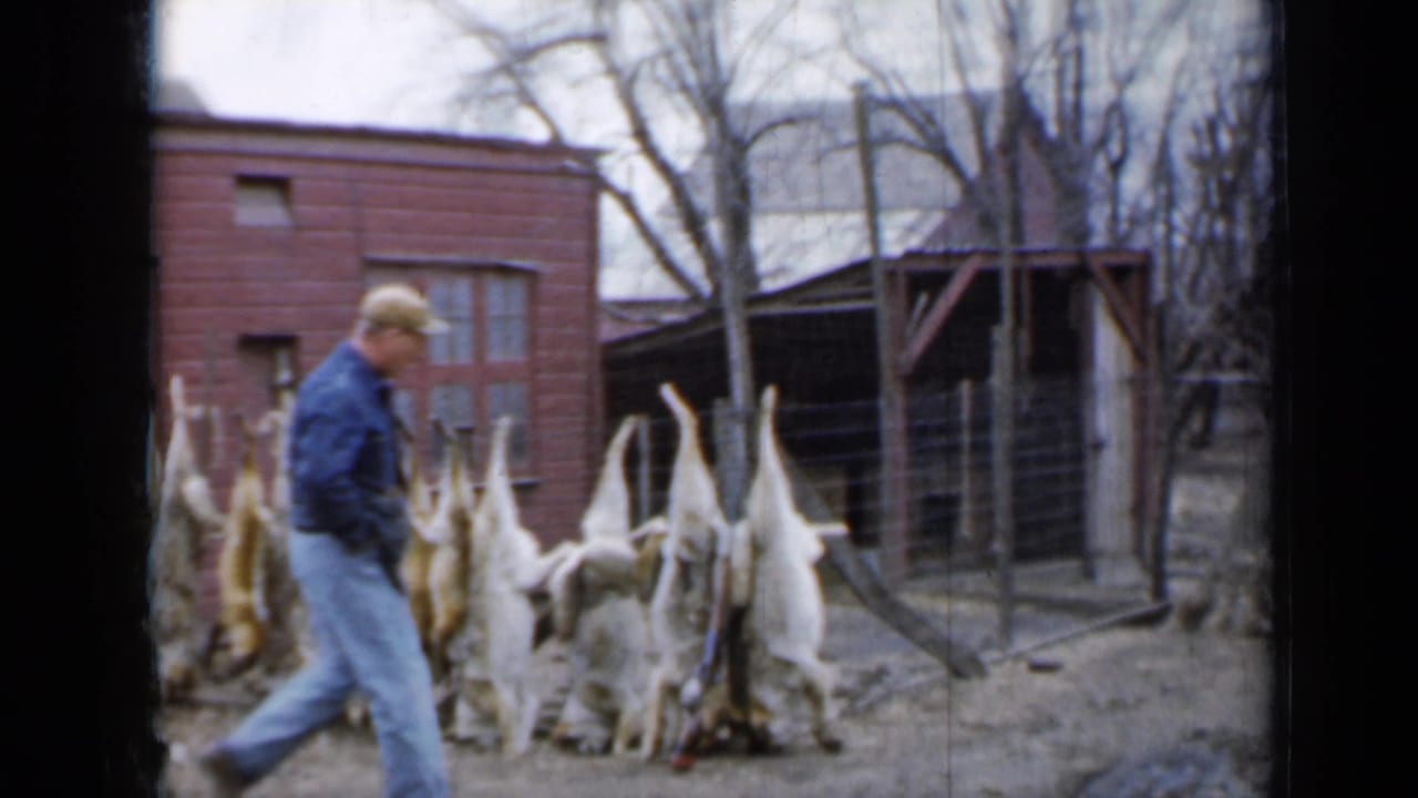 A man in a blue jacket and cap walks through the Minnesota yard past hanging game, with red outbuildings and bare trees behind him.